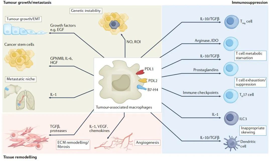 Nature Rev Drug Discov-Macrophages as文章結果1