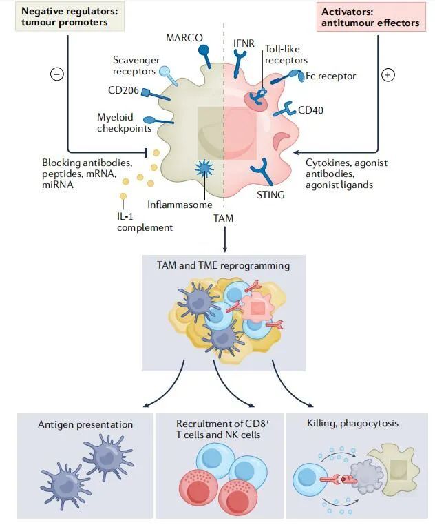 Nature Rev Drug Discov-Macrophages as文章結果2