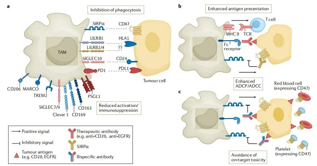 Nature Rev Drug Discov-Macrophages as文章結果3