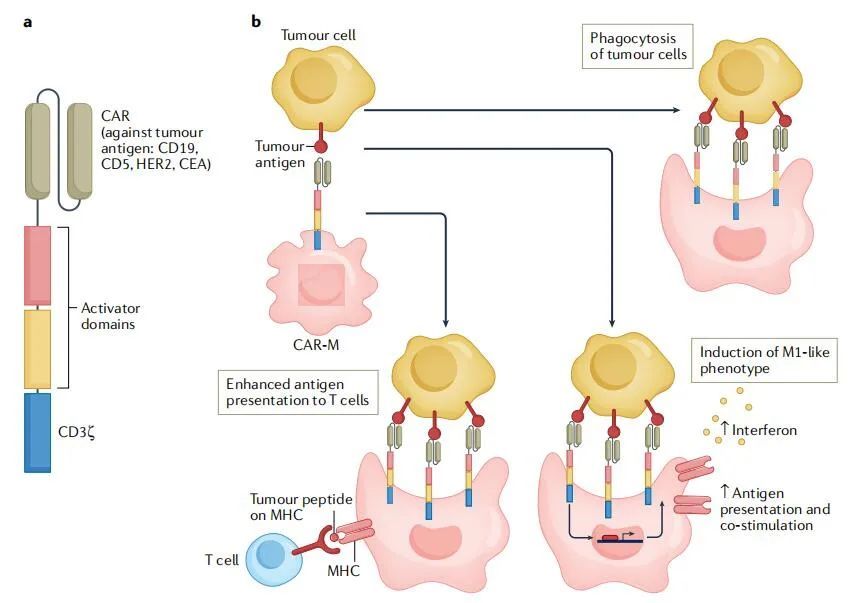 Nature Rev Drug Discov-Macrophages as文章結果4