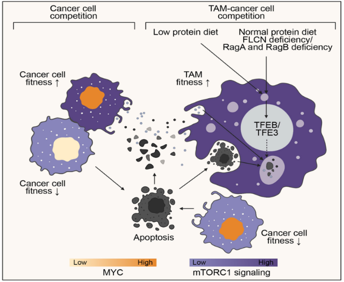 Nature-Reprogramming tumour-結果截圖