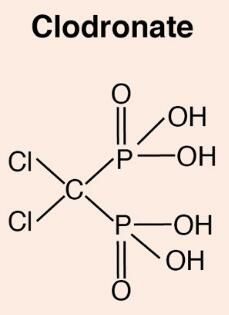 clodronate