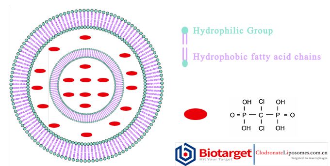 clodronate Liosomes副本