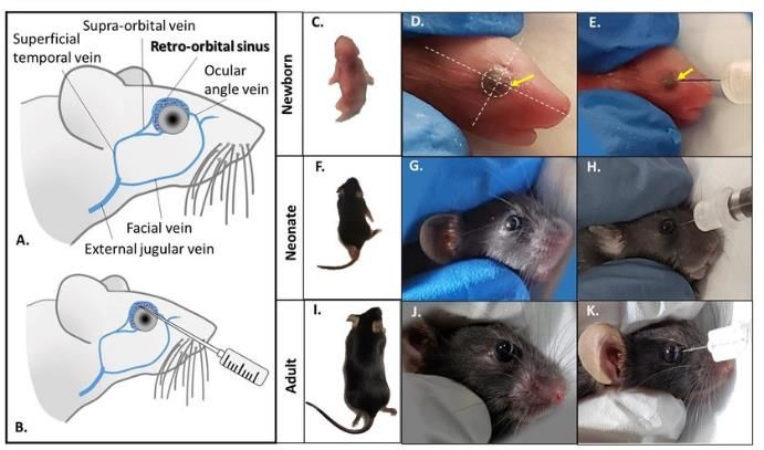 Anatomy-of-the-retro-orbital-venous-shady-blue-of-the-mouse-and-route-of-injection-A